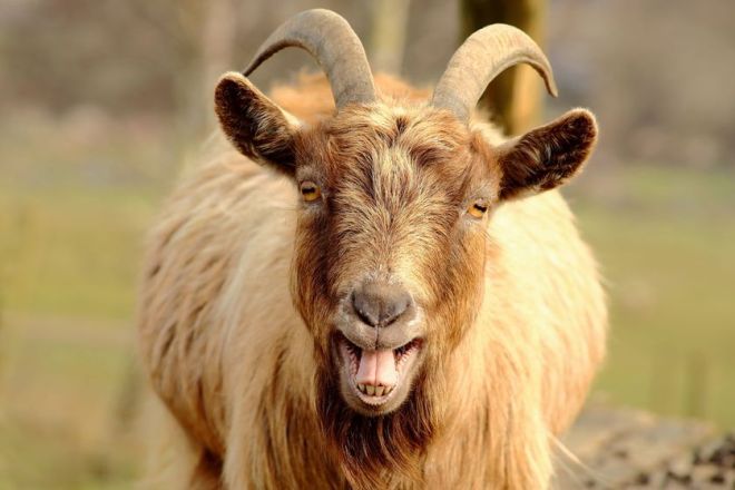 goat-mouth-open-teeth